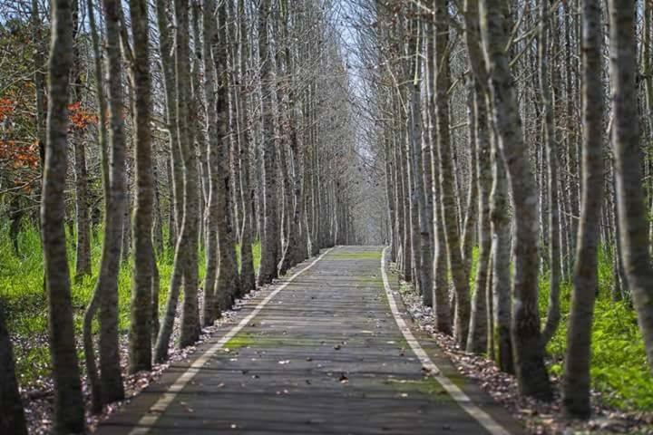 Rabbit Forest B&B Ruisui Bagian luar foto